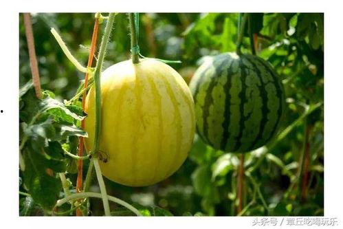 康欣娱乐吃瓜君,揭秘娱乐圈幕后真相  第3张